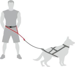 Dingo Pas do biegania 4 w 1 6