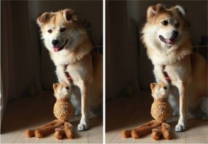 KONG Wubba Friend Small 10