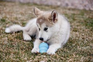 KONG Puppy Medium 8cm 5