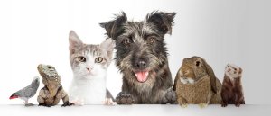 Dako-Art DA TUNEL NAGIETKOWY Z ziołami i warzywami 847 2