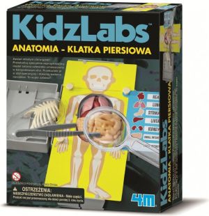 4M Anatomia klatka piersiowa - 3373 1