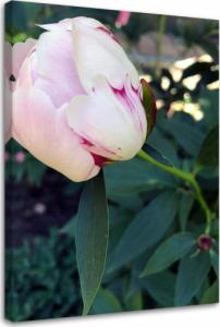 Feeby OBRAZ NA PŁÓTNIE Piwonia Kwiat różowy 80x120 1