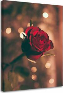 Feeby OBRAZ NA PŁÓTNIE Czerwona Róża Kwiat Natura 40x60 1