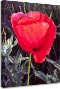 Feeby OBRAZ NA PŁÓTNIE Czerwony Kwiat Maku Natura 40x60 1