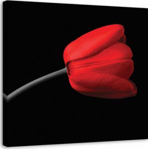 Feeby OBRAZ NA PŁÓTNIE Czerwony Tulipan Czarne Tło 30x30 1