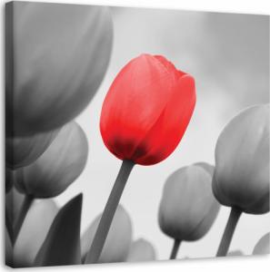 Feeby OBRAZ NA PŁÓTNIE Czerwony Tulipan Kwiat 50x50 1