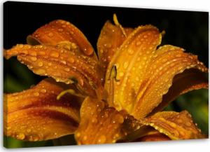 Feeby OBRAZ NA PŁÓTNIE Lilia Kwiat Złoty Natura 120x80 1