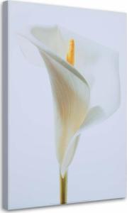 Feeby OBRAZ NA PŁÓTNIE Kalia Kwiat Biały Rośliny 40x60 1