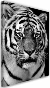 Feeby OBRAZ NA PŁÓTNIE Tygrys Afryka Czarno Biały 70x100 1