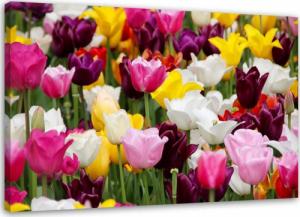 Feeby OBRAZ NA PŁÓTNIE Tulipany Łąka Kwiaty 120x80 1