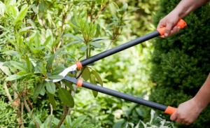 Sekator Galicja kowadełkowy 11