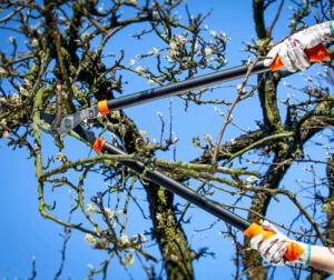 Sekator Galicja kowadełkowy 10