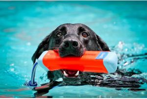 Chuckit! AMPHIBIOUS BUMPER MEDIUM 2