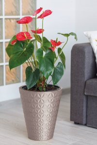Form-Plastic FLOWER POT DIAMOND 2920 D40 014 4