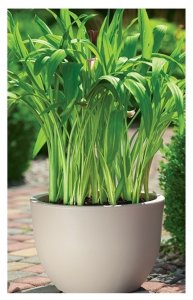 Form-Plastic FLOWER POT MUNA ROUND 2731 051 D35 H26 2