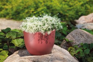 Form Plastic FLOWER POT MUNA D30 3300-011+059 5