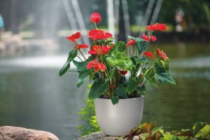 Form Plastic FLOWER POT MUNA D30 3300-011+059 6