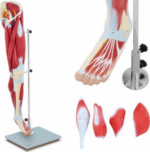 Physa Model anatomiczny 3D mięśni nogi człowieka Model anatomiczny 3D mięśni nogi człowieka 1