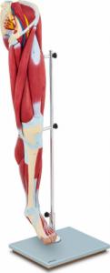Physa Model anatomiczny 3D mięśni nogi człowieka Model anatomiczny 3D mięśni nogi człowieka 2