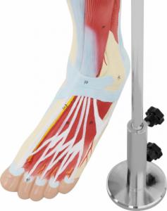 Physa Model anatomiczny 3D mięśni nogi człowieka Model anatomiczny 3D mięśni nogi człowieka 3