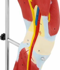 Physa Model anatomiczny 3D mięśni nogi człowieka Model anatomiczny 3D mięśni nogi człowieka 4