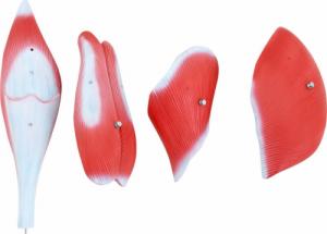 Physa Model anatomiczny 3D mięśni nogi człowieka Model anatomiczny 3D mięśni nogi człowieka 5
