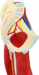 Physa Model anatomiczny 3D mięśni nogi człowieka Model anatomiczny 3D mięśni nogi człowieka 7