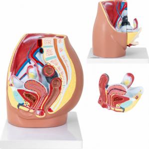 Physa Model anatomiczny miednicy żeńskiej 3D w skali 1:1 Model anatomiczny miednicy żeńskiej 3D w skali 1:1 1