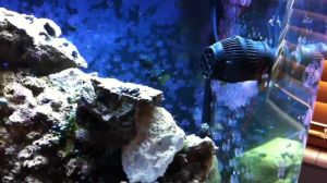 Hydor Pompa Koralia 2 12V 6