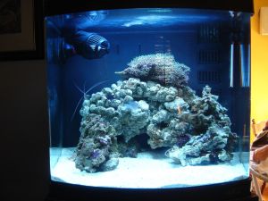 Hydor Pompa Koralia 2 12V 7