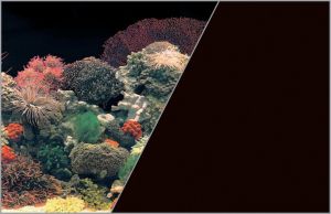 Zolux Tło akwariowe dwustronne 0.5 x 15 m - rafa koralowa czarna/czarne 1