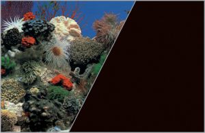 Zolux Tło akwariowe dwustronne 0.6 x 15 m rafa koralowa niebieska/czarne 1