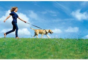 Zolux Szelki bezpieczeństwa duże 3