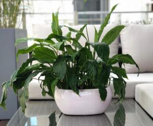 Kotarbau DONICZKA CERAMICZNA DONICA OSŁONA RYNNA OWALNA 7