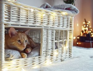 WickerPL Ruby Domek wiklinowy dla kota piętrowe legowisko dla zwierząt z poduszkami 56x36 H32/42 cm 1
