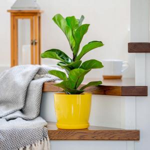 Kadax DONICZKA OSŁONKA Z PODSTAWKĄ DONICA KOLORY 14cm 2