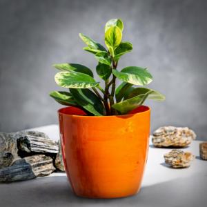 Kadax DONICZKA DONICA OSŁONKA NA KWIATY KOLORY 12 cm 3