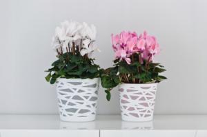 Kadax DONICZKA OSŁONKA WKŁAD DONICA KOLORY RÓŻOWA 15cm 4