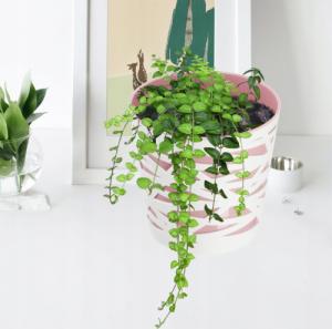 Kadax DONICZKA OSŁONKA WKŁAD DONICA KOLORY RÓŻOWA 15cm 9