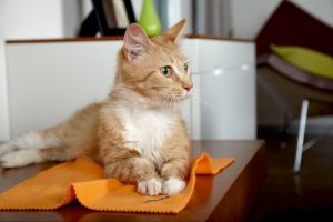 Vileda Staub Orange (141302) 2