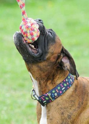 Dingo Obroża regulowana America-Alabama 4,0 x 75 cm (40-67 cm) piktogramy 5