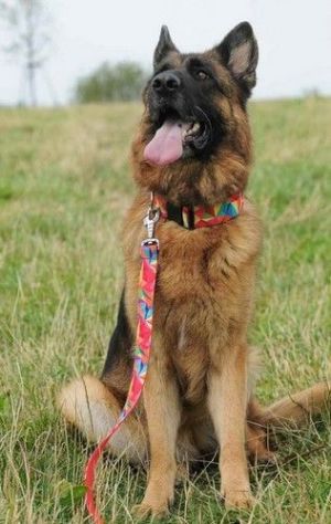 Dingo smycz pojedyncza America-Kolorado 2.5 x 110 cm 2