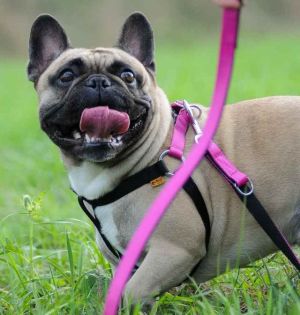 Dingo Szelki Fred "Energy" rozmiar 40 z taśmy polipropylenowej - różowe 2