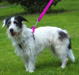 Dingo Szelki Fred "Energy" rozmiar 40 z taśmy polipropylenowej - różowe 3