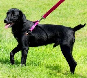 Dingo Szelki Fred "Energy" rozmiar 40 z taśmy polipropylenowej - różowe 4