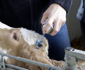 Kerbl Niebieski koloryzujący spray do pielęgnacji skóry kopyt i racic, Blue Spray 200 ml 2