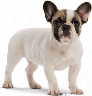 Royal Canin French Bulldog Junior karma sucha dla szczeniąt do 12 miesiąca, rasy bulldog francuski 10 kg 2