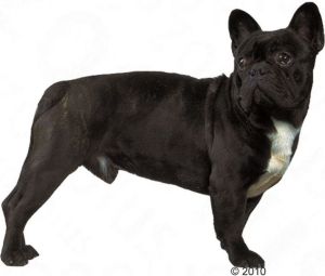 Royal Canin French Bulldog Adult karma sucha dla psów dorosłych rasy bulldog francuski 9kg 2