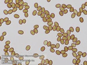 Mikroskop Bresser Trino Researcher II 40-1000x (5723100) 5