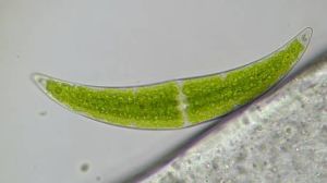 Mikroskop Bresser Trino Researcher II 40-1000x (5723100) 6